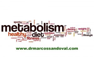 Alimentos Termogênicos e Metabolismo